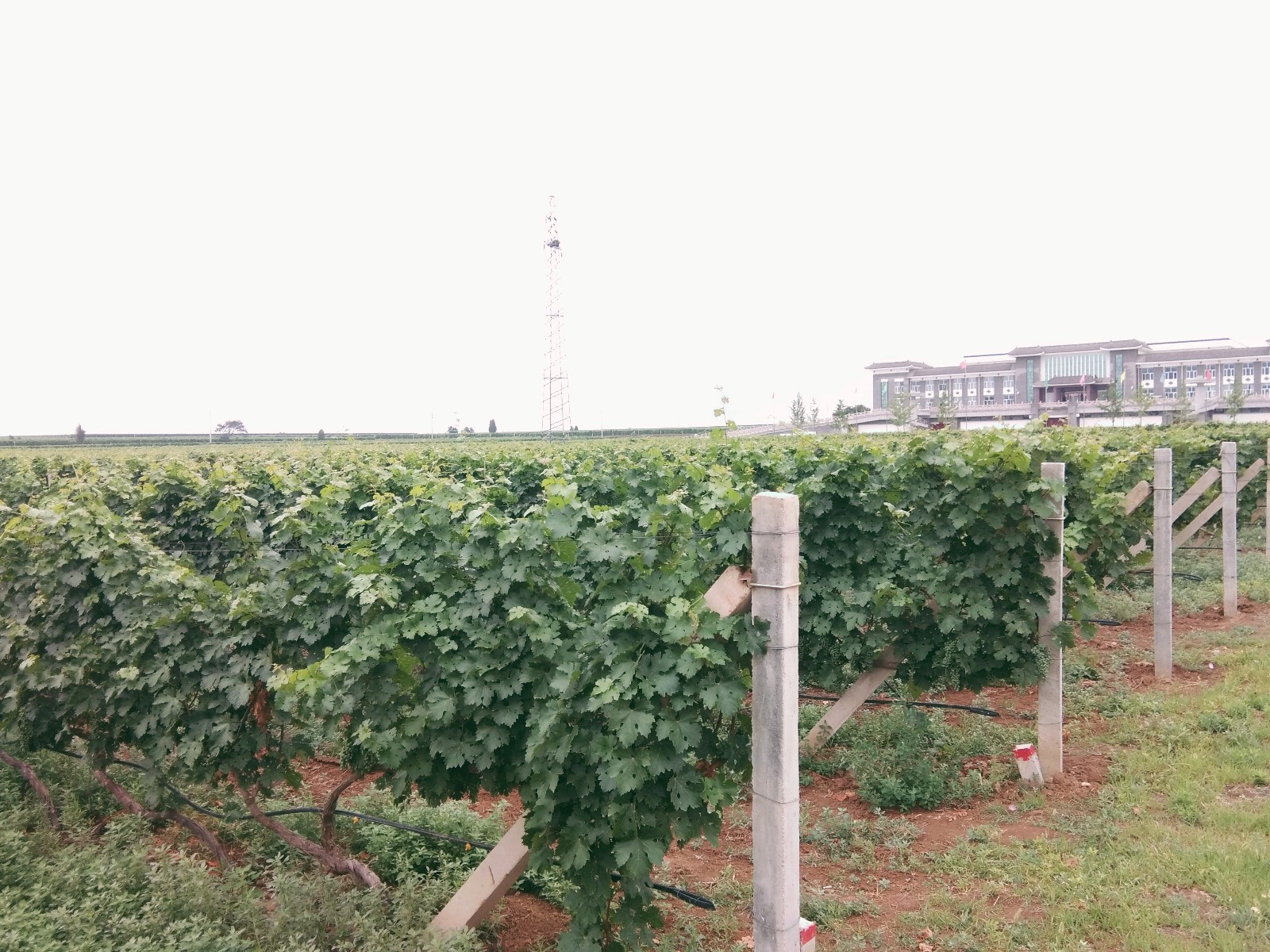 15710203462611.jpg 微信圖片_20190620145639.jpg