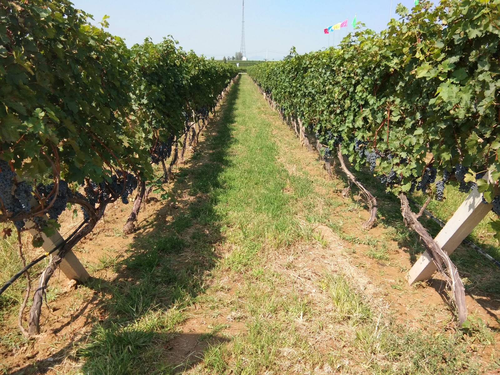 15711891878755.jpg 微信圖片_20190922093126.jpg