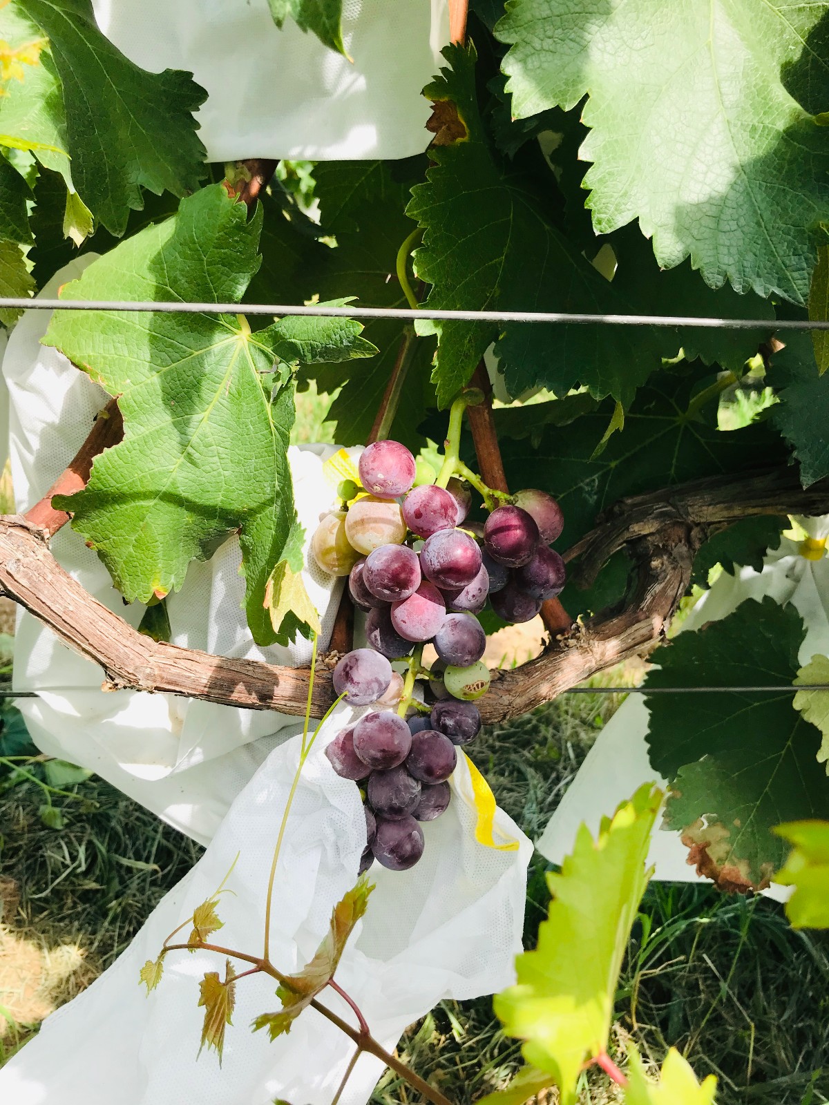 15712814617193.jpg 微信圖片_20190812172536.jpg