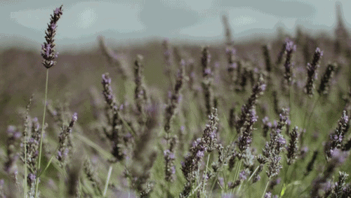 15712819627819.gif 微信圖片_20190804153947.gif