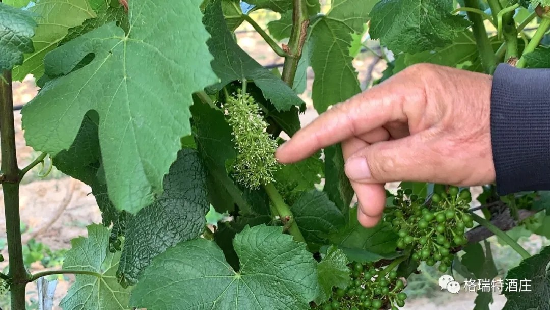 15903103426866.jpg 640.webp (2).jpg