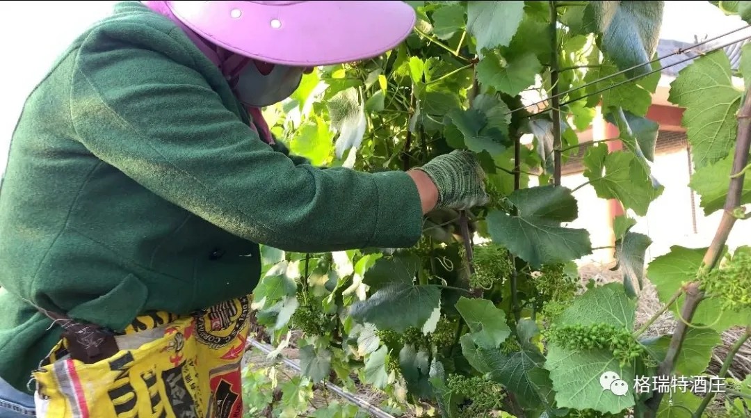 15903103921422.jpg 640.webp (3).jpg