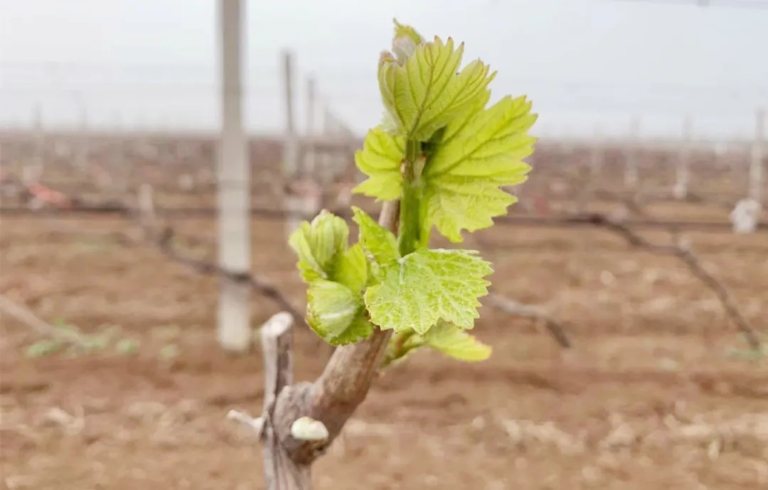 16193099847009.jpg 640 (1).webp.jpg