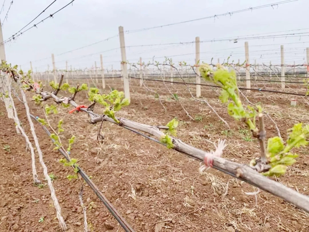 清明 ▎芳原綠野，春入園林