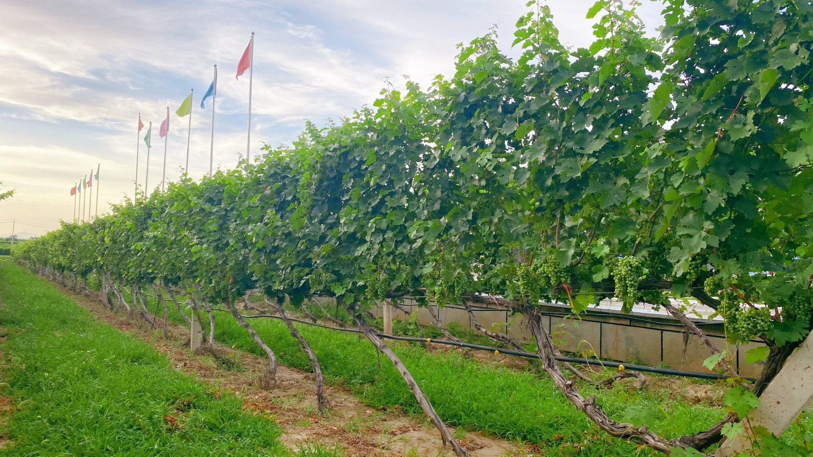 16258822677293.jpg 微信圖片_20210705090052.jpg