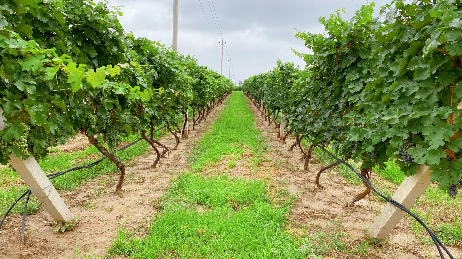 16269412399500.jpg 1.jpg