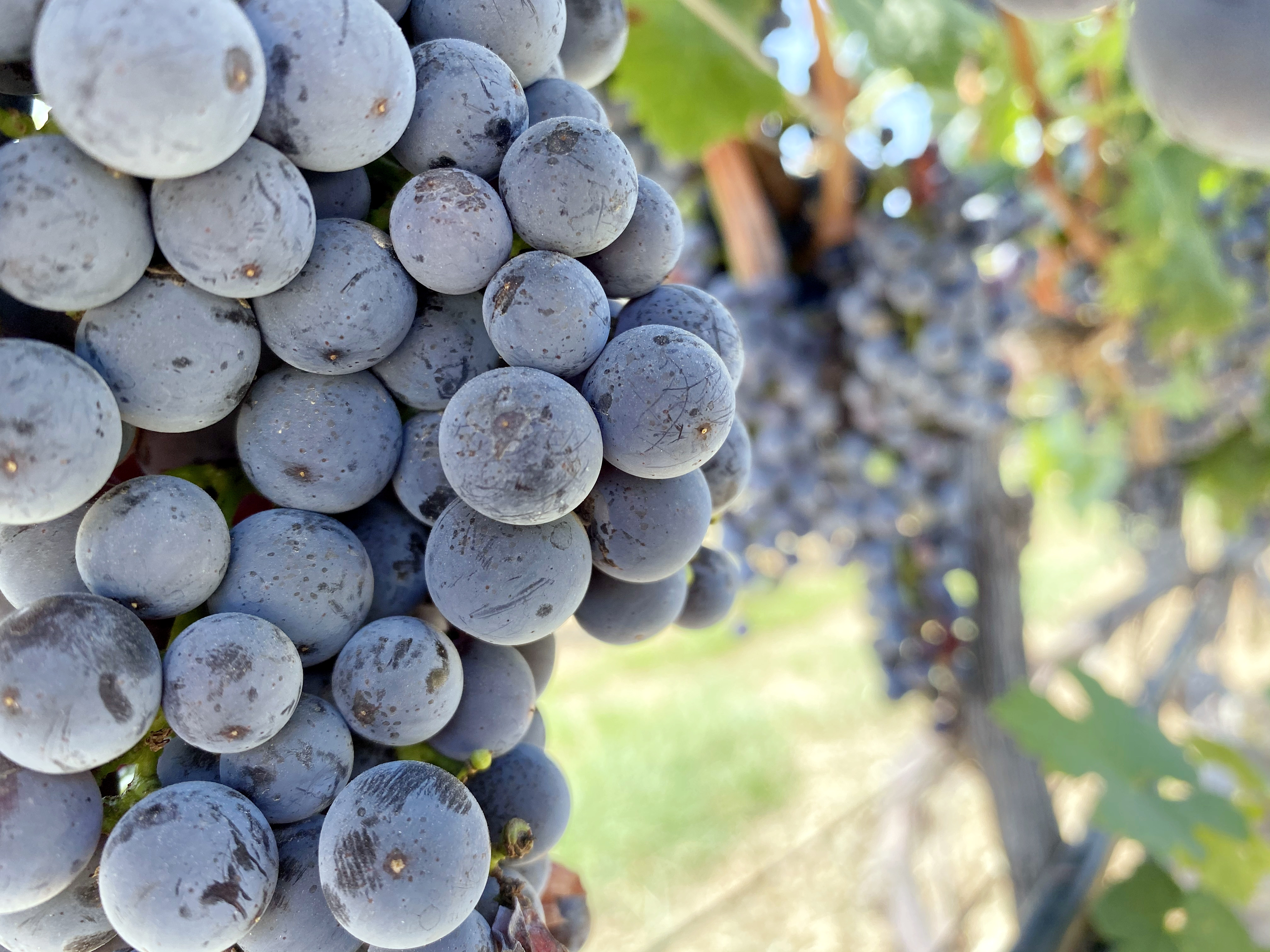 立秋 ▎暑氣半消散，葡園已知秋