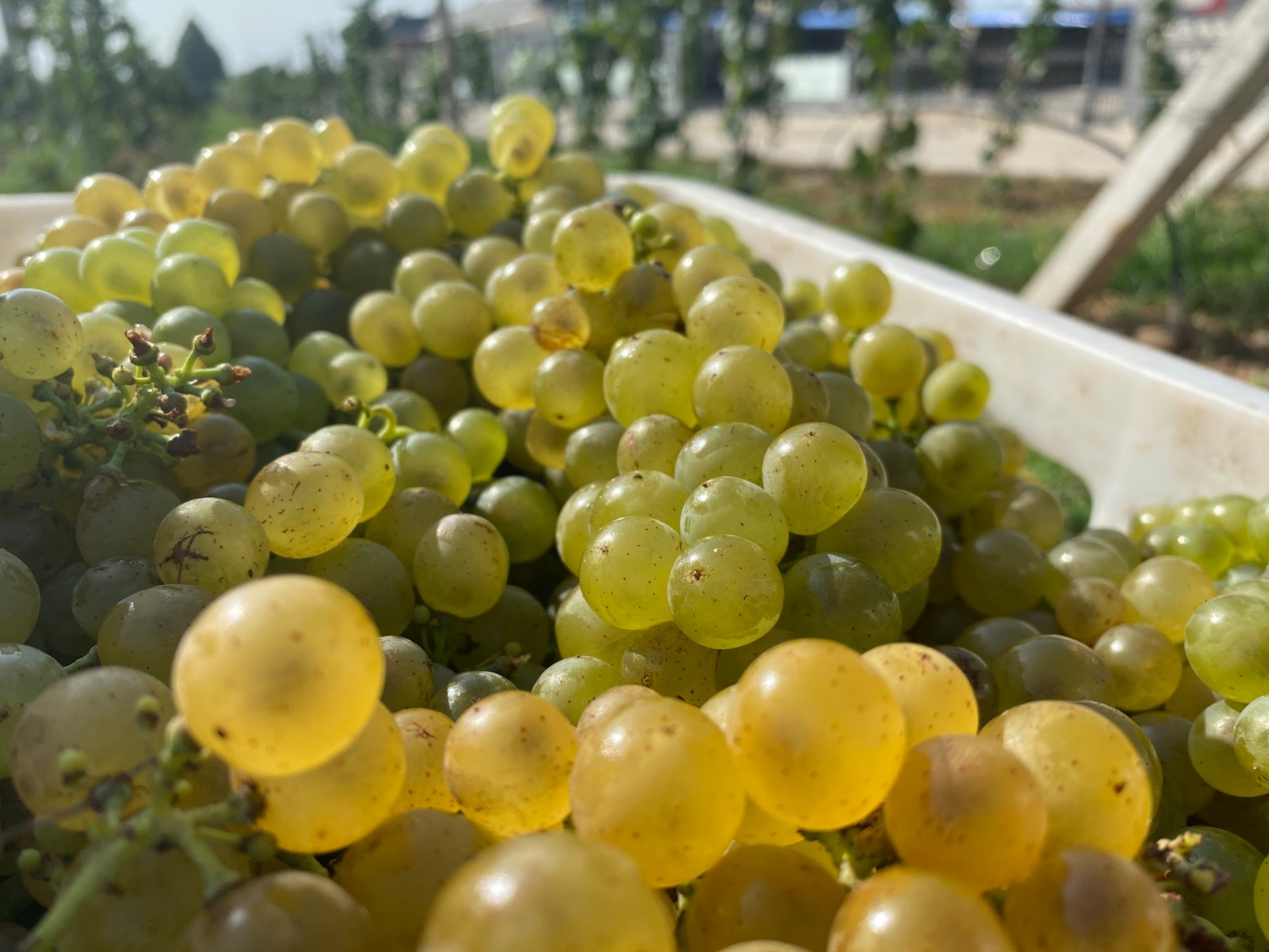 16296793012503.jpg 微信圖片_20210821093034.jpg