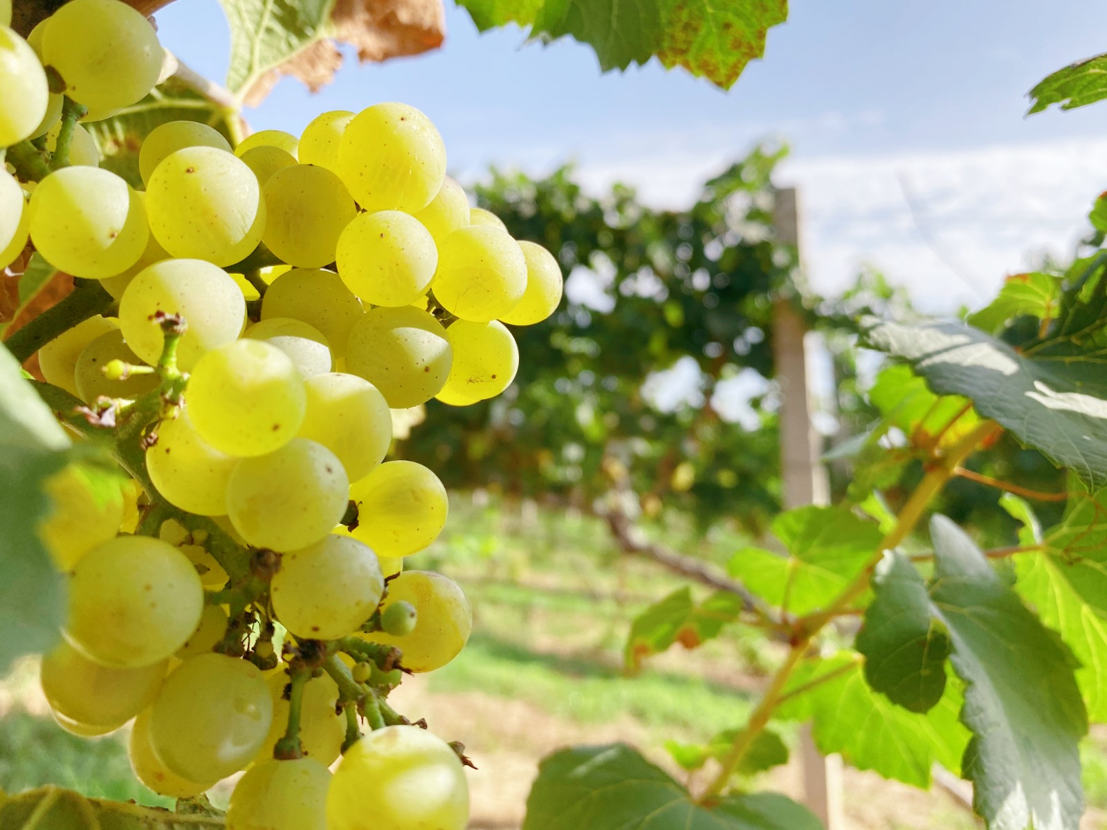 16296794523972.jpg 微信圖片_20210821092855.jpg