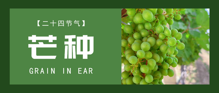 芒種 ▎忙終有獲，種得其所