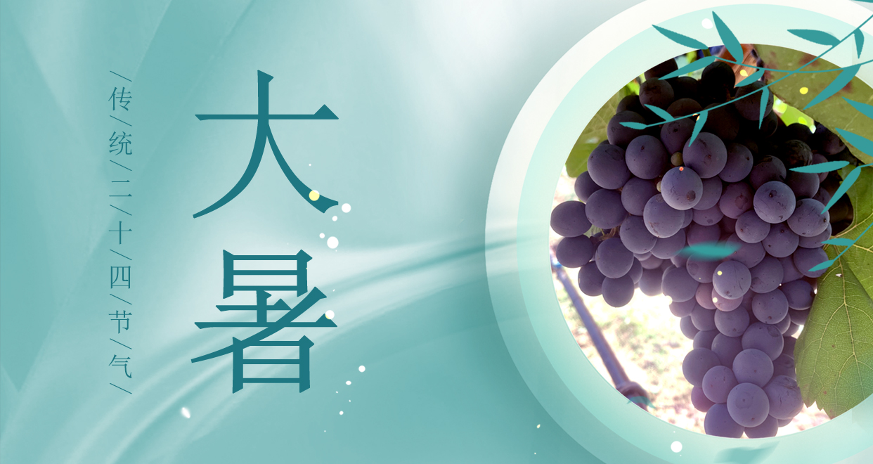 大暑 ▎時(shí)夏三伏盛，葡萄綴滿天