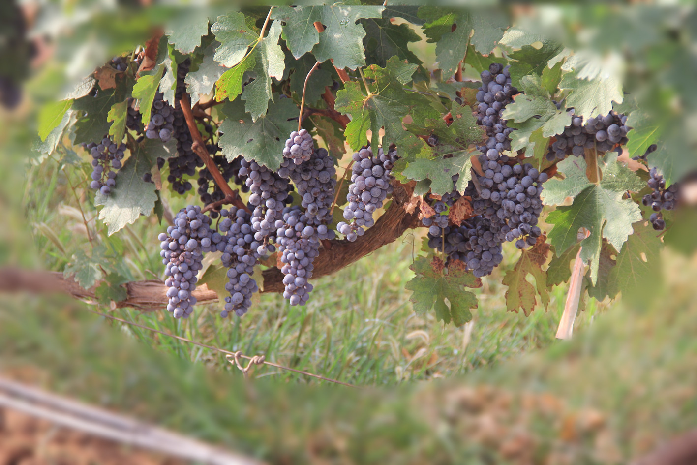 16682168706164.jpg 2.JPG