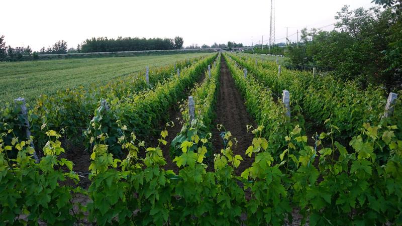 釀酒葡萄的堅強(qiáng)，從根系開始~