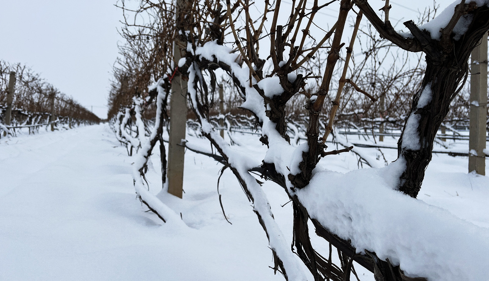 16745282188816.jpg 888c4f2f961fecc4d607582126cf285.jpg