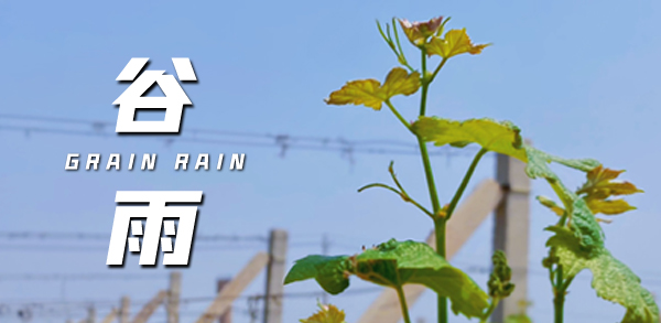 谷雨 ▎雨生百谷，萬(wàn)物生長(zhǎng)
