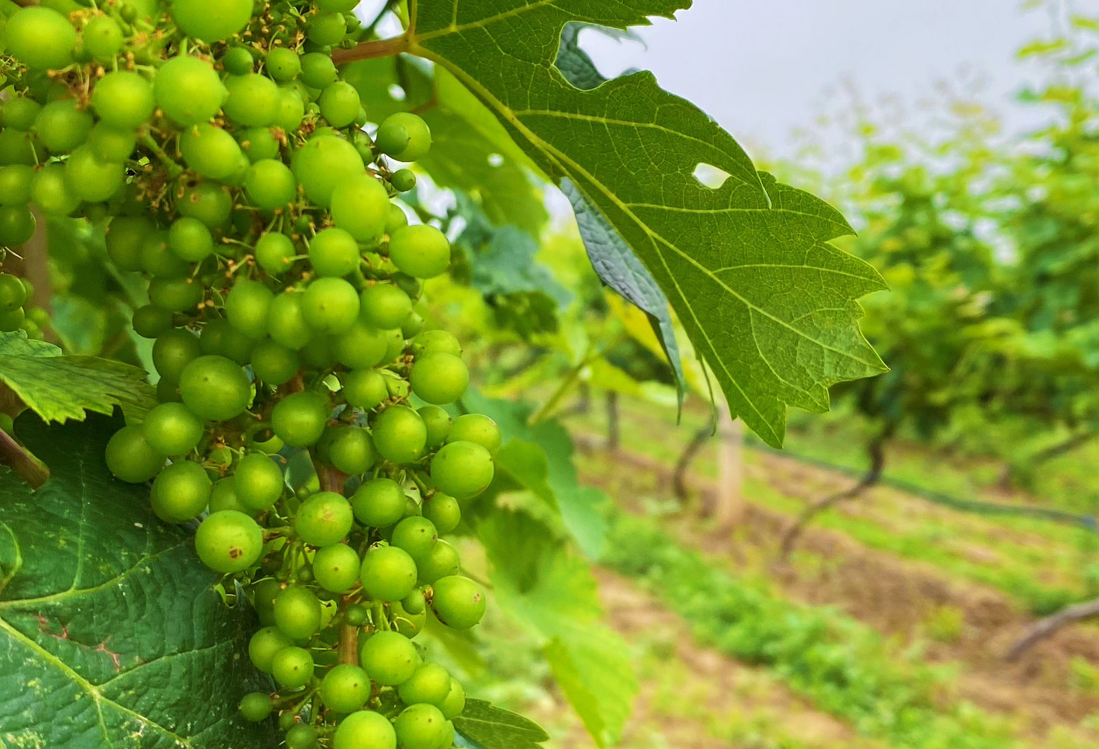 16866196733026.jpg 微信圖片_20230605091932.jpg