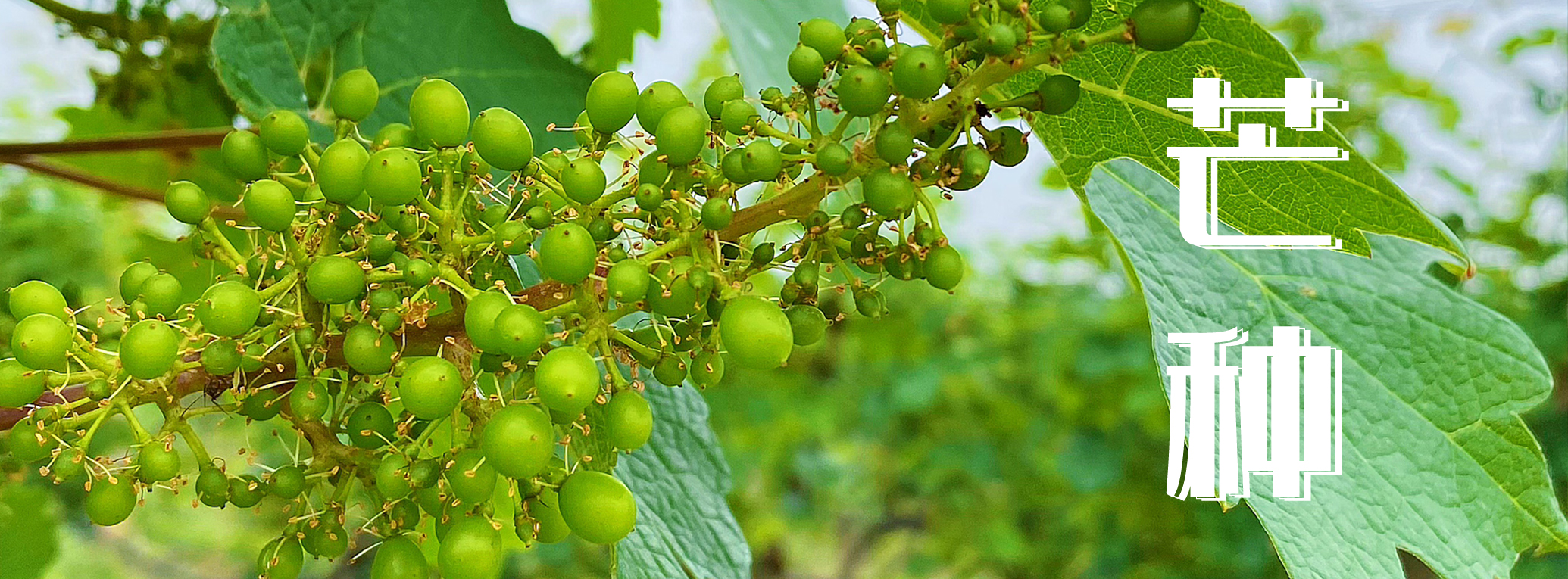 芒種 ▎有芒之種，忙有所得