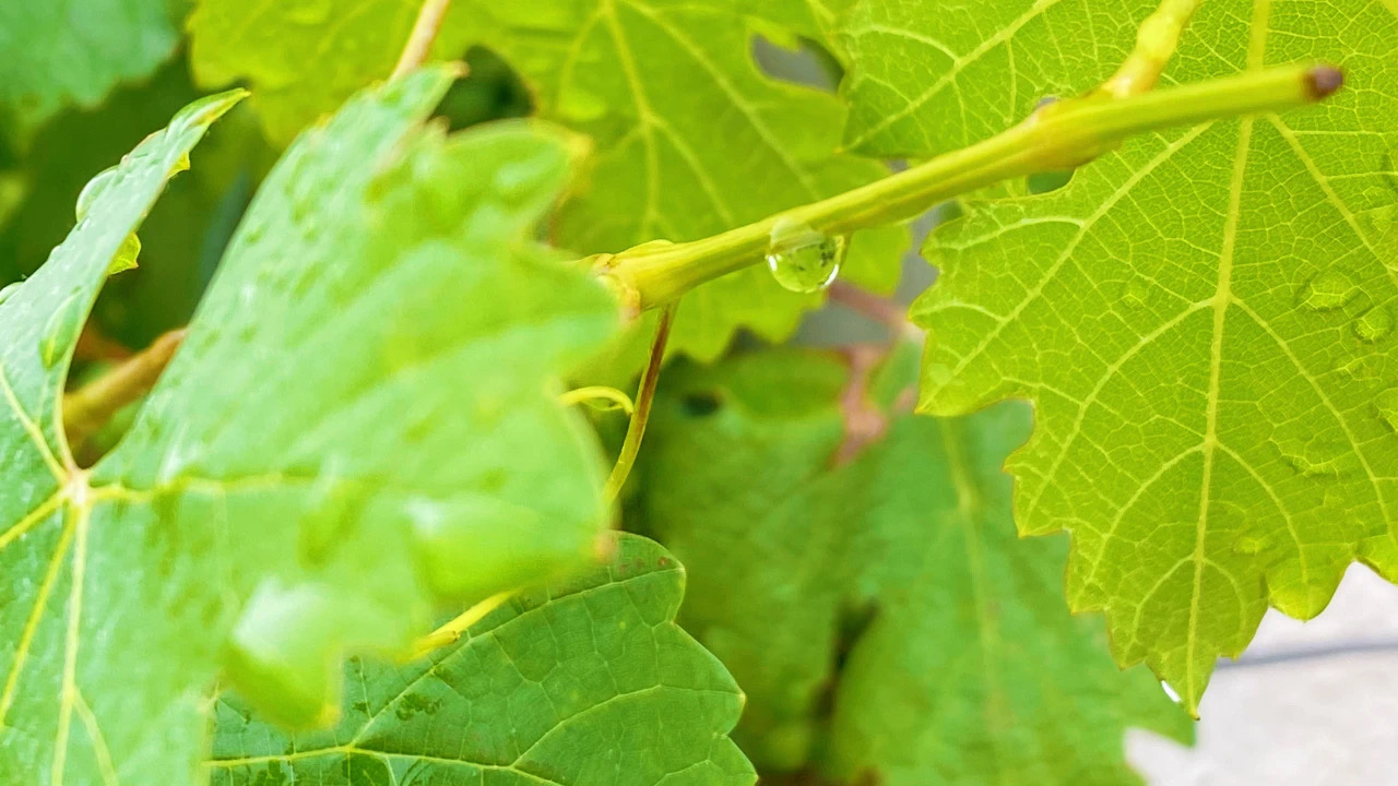 夏至 ▎萬(wàn)物酣暢生長(zhǎng)，葡園美好悠揚(yáng)