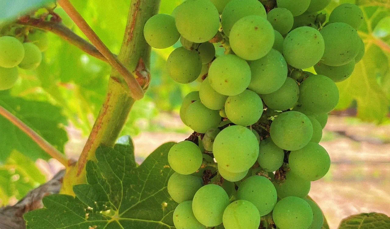 小暑 ▎微風(fēng)循來，盛夏始開