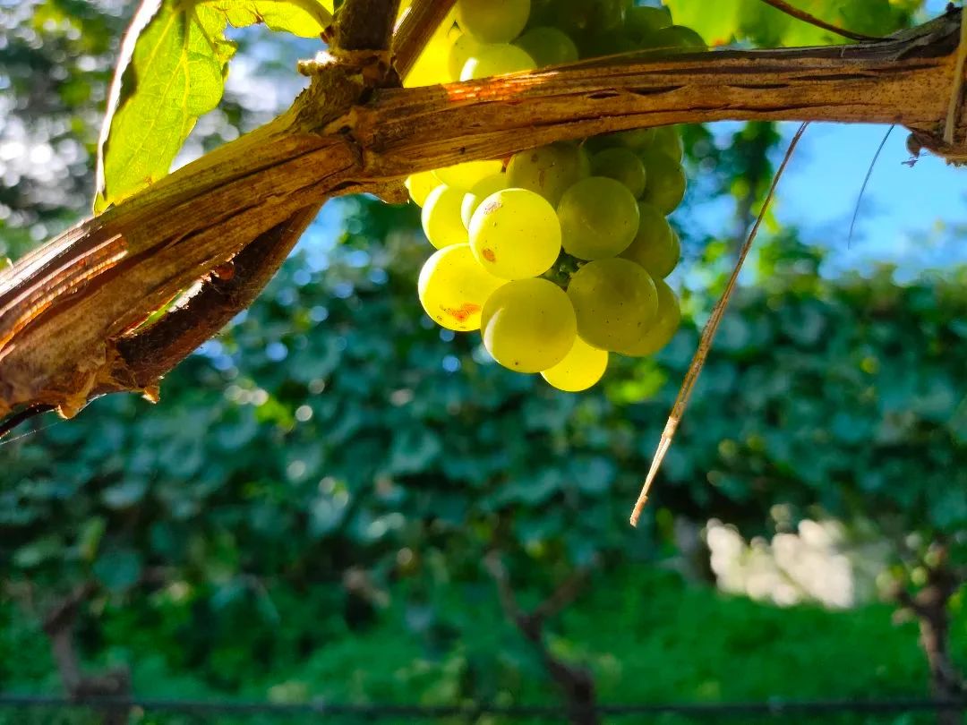 17113530257602.jpg a433f4987941c0450431ca816435da8b.jpg