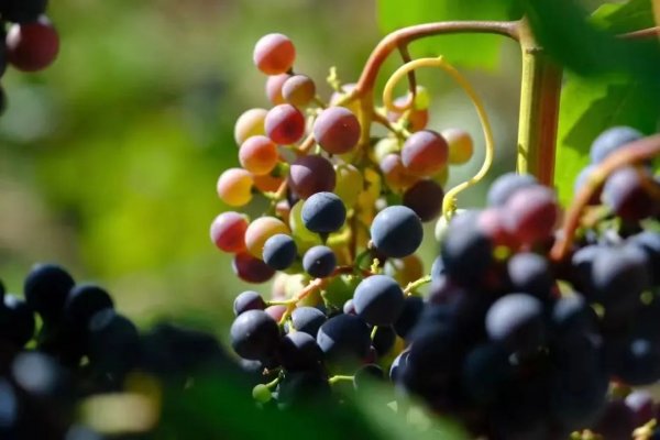 秋分|| 一斟一飲間，與格瑞特平分“秋”色