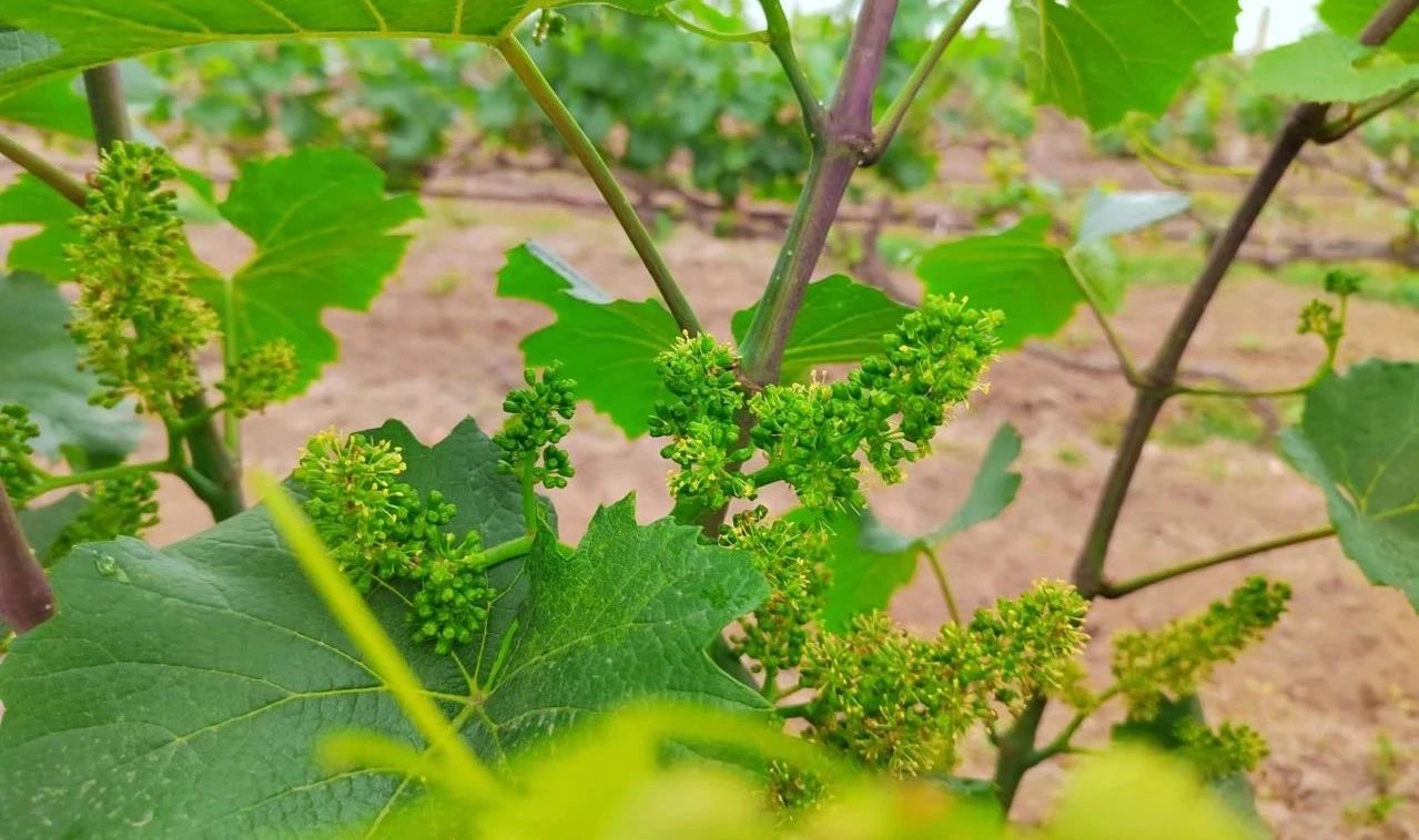 17161899345060.jpg 0546f58aba8e49c8c667276cc4520a58.jpg