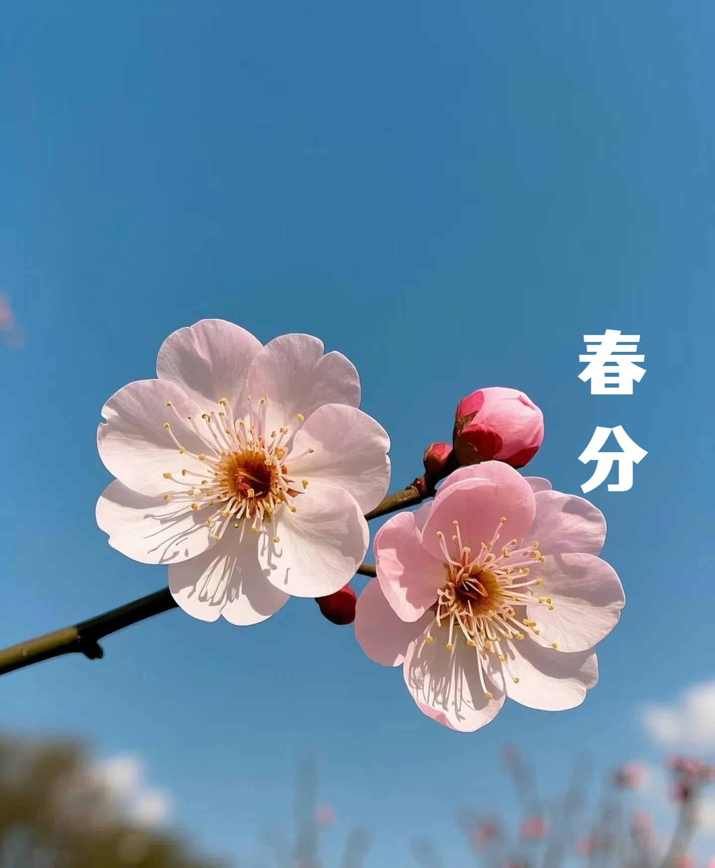 春分||花間一壺酒，莫負(fù)好時(shí)光