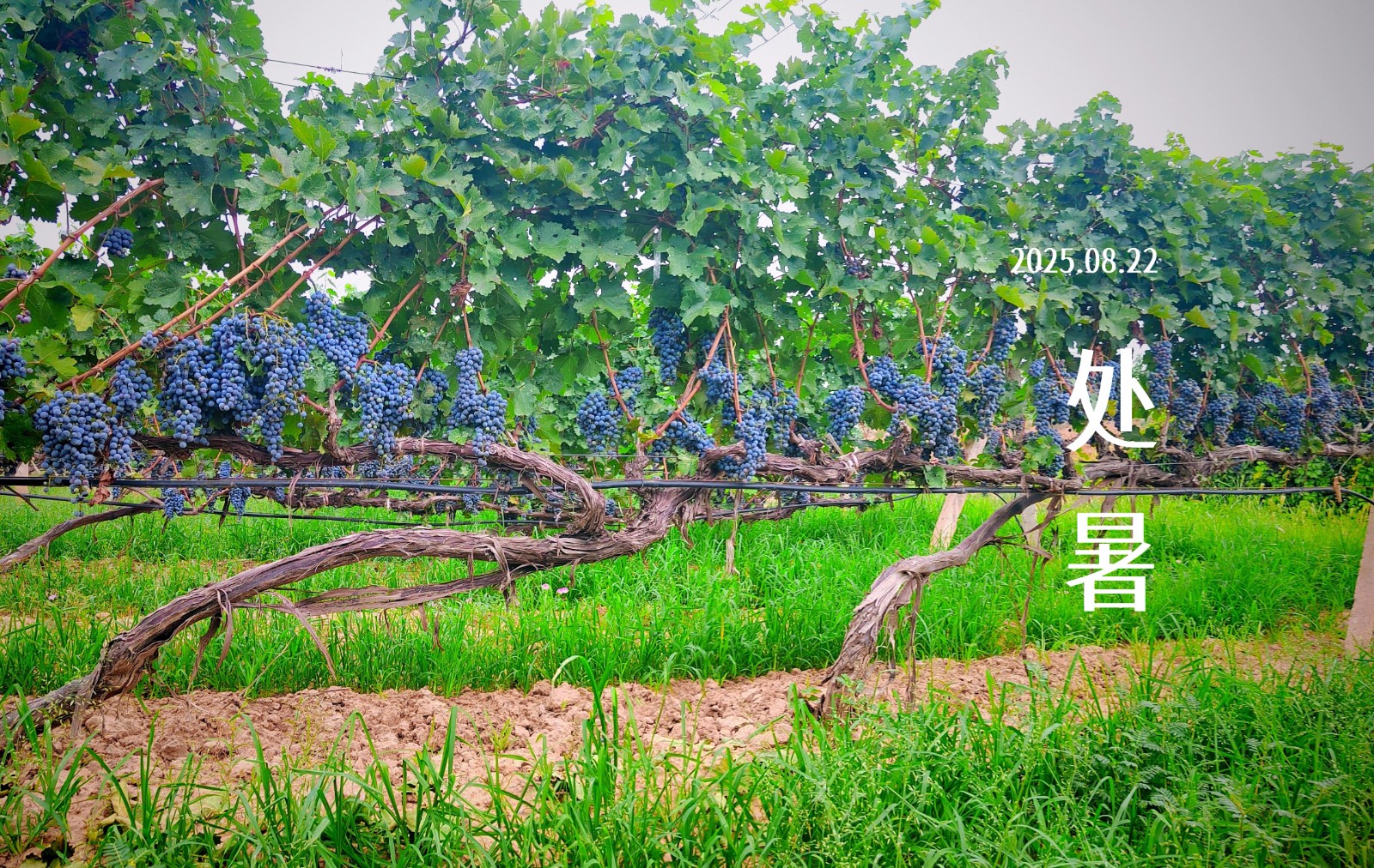 17575561327862.jpg 365812441658685356.jpg